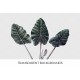 Alocasia Montana