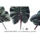 Alocasia Montana