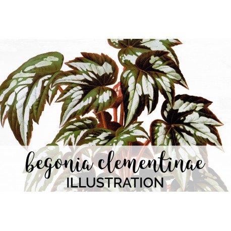 Begonia Clementinae