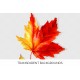 Maple Leaf