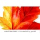 Maple Leaf