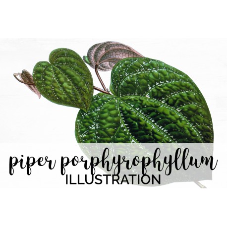 Porphyrophyllum Leaf