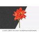 Striped Tubed Amaryllis