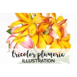 Tricolor Plumeria