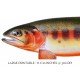 Trout