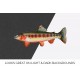 Trout