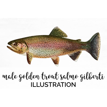Male Golden Trout Salmo Gilberti
