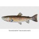 Male Red Throat Trout Salmo Clarkii