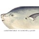 Longer Sunfish