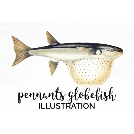Pennants Globefish