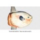 Sunfish