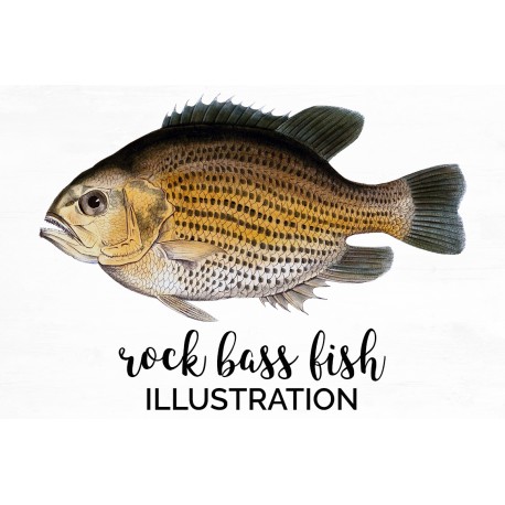 Rock Bass Fish