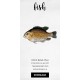 Rock Bass Fish