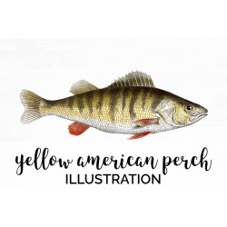 Yellow American Perch