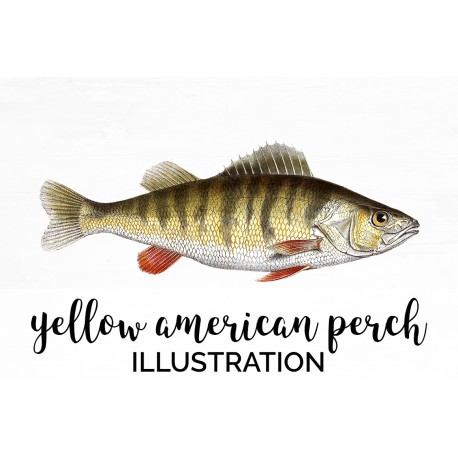 Yellow American Perch