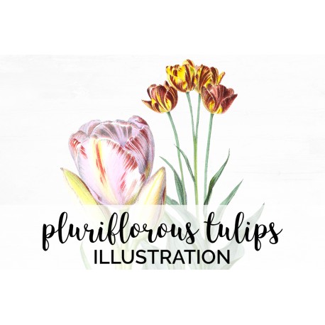 Pluriflorous Tulips