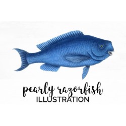 Pearly Razorfish