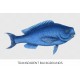 Pearly Razorfish