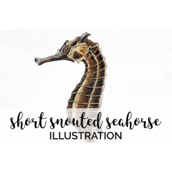 Short Snouted Seahorse