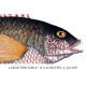Bleekers Parrot Fish