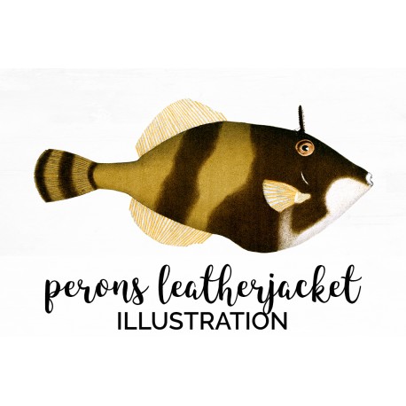 Perons Leatherjacket