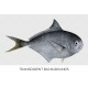 Rays Sea Bream