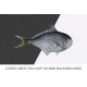 Rays Sea Bream