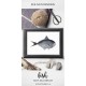 Rays Sea Bream