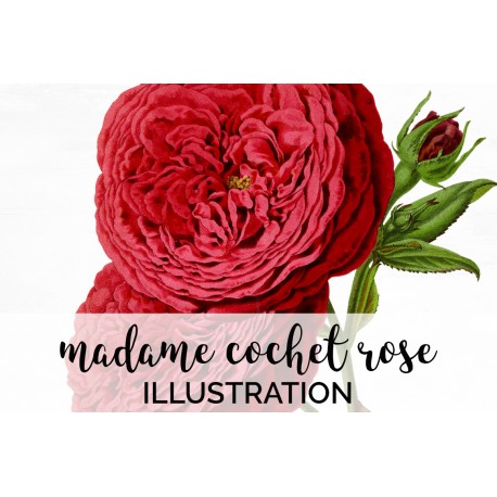 Madame Scipion Cochet Rose