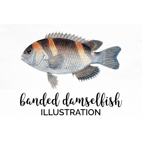 Banded Damselfish