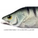 Granulated Perch