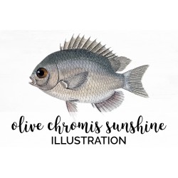 Olive Chromis Sunshine Fish