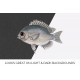 Olive Chromis Sunshine Fish