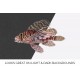 Red Lionfish