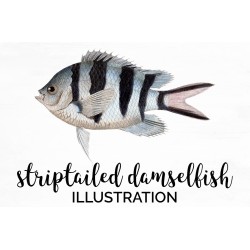 Striptailed Damselfish