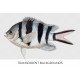 Striptailed Damselfish