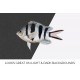 Striptailed Damselfish
