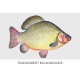 Crucian