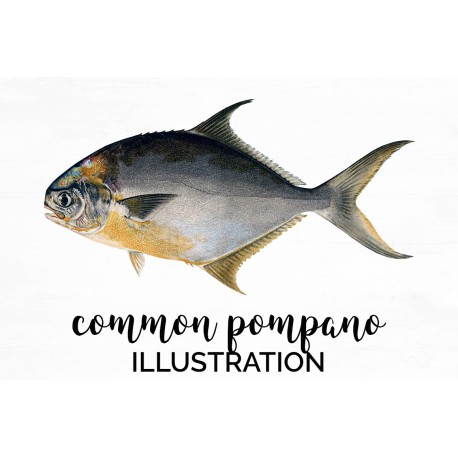 Common Pompano