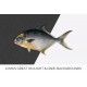 Common Pompano