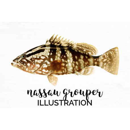 Nassau Grouper