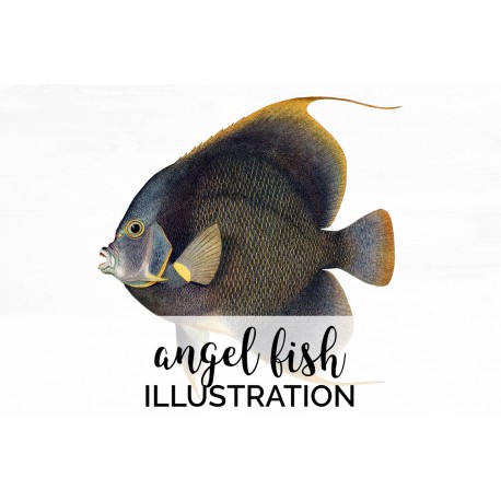 Angel Fish