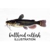 Black Bullhead Catfish
