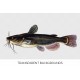 Bullhead Catfish