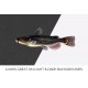 Bullhead Catfish