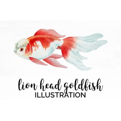 Dutch Lion Head Goldfish