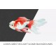 Dutch Lion Head Goldfish