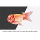 Maruko Korean Goldfish