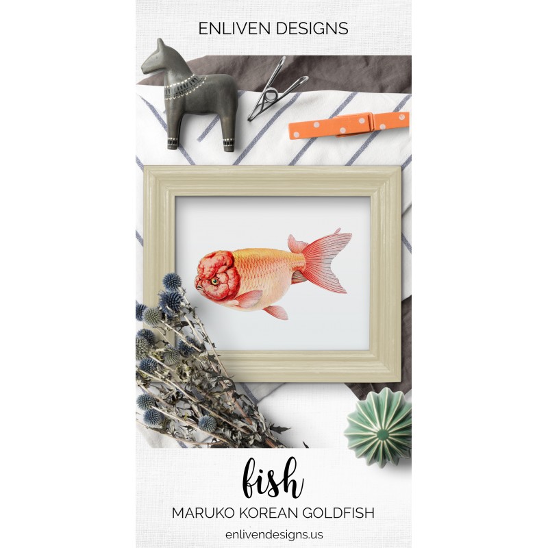 Maruko Korean Goldfish - Enliven Designs