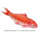 lOrange Goldfish
